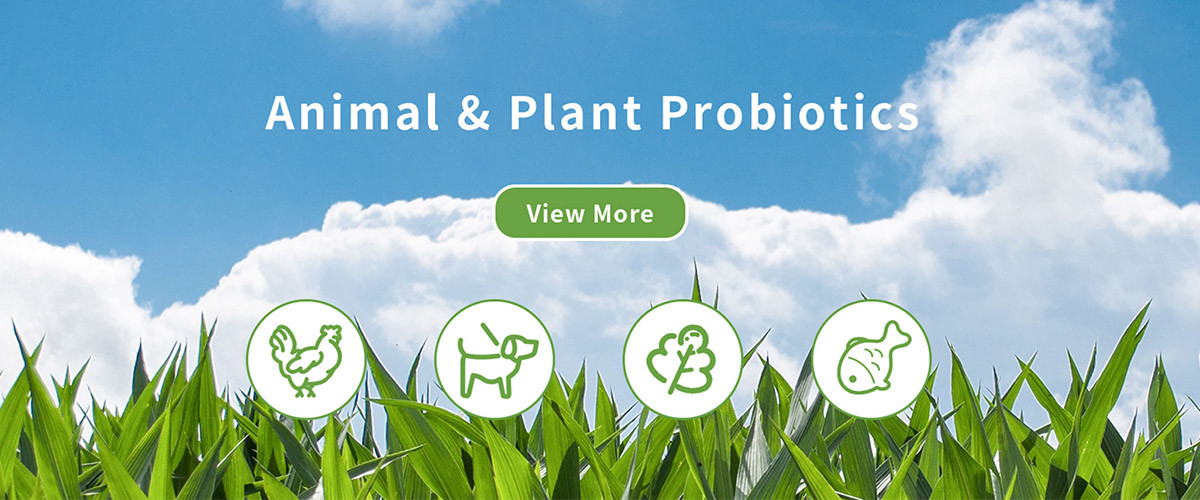 chất lượng Enzyme dệt nhà máy