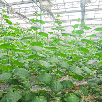 Giá tốt. Liều dùng Thông thường 0,1% đến 1% theo trọng lượng của bột giấy bề mặt kích thước Enzyme Lỏng hoặc dạng bột trực tuyến