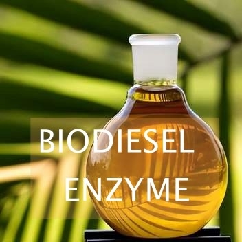 Giá tốt. Phản ứng transesterification Enzyme Lipase để tổng hợp dầu diesel sinh học trực tuyến