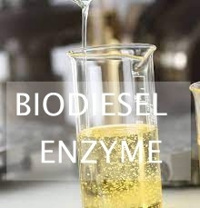 Giá tốt. Chất thải lipid thủy phân enzyme để sản xuất nhiên liệu sinh học sử dụng lipase trực tuyến