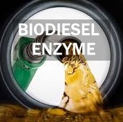 Giá tốt. Hoạt động sản xuất dầu diesel sinh học Lipase Enzym Con đường chuyển hóa lipid trực tuyến